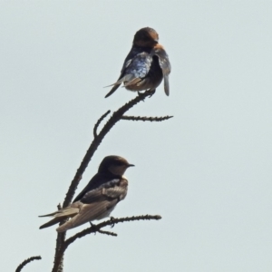 Hirundo neoxena at Dunlop, ACT - 4 Feb 2019 10:40 AM