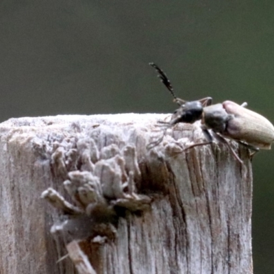 Euctenia sp. (genus) (Wedge-shaped beetle) at Ainslie, ACT - 2 Feb 2019 by jbromilow50
