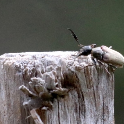 Euctenia sp. (genus) (Wedge-shaped beetle) at Ainslie, ACT - 2 Feb 2019 by jb2602