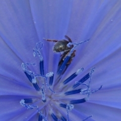 Lasioglossum (Homalictus) sp. (genus & subgenus) at Macgregor, ACT - 4 Feb 2019