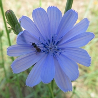 Cichorium intybus (Chicory) at Macgregor, ACT - 4 Feb 2019 by RodDeb