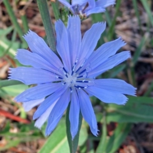 Cichorium intybus at Macgregor, ACT - 4 Feb 2019