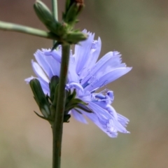 Cichorium intybus at Macgregor, ACT - 4 Feb 2019