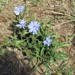 Cichorium intybus at Macgregor, ACT - 4 Feb 2019