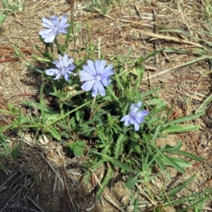 Cichorium intybus at Macgregor, ACT - 4 Feb 2019