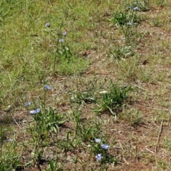 Cichorium intybus at Macgregor, ACT - 4 Feb 2019