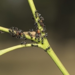 Iridomyrmex sp. (genus) (Ant) at The Pinnacle - 5 Feb 2019 by AlisonMilton