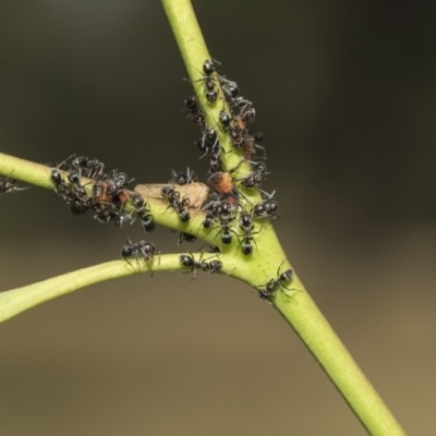 Iridomyrmex sp. (genus) (Ant) at Hawker, ACT - 4 Feb 2019 by Alison Milton