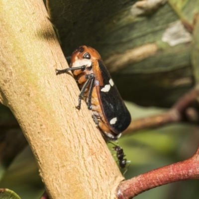 Eurymela fenestrata (Gum tree leafhopper) at Hawker, ACT - 4 Feb 2019 by AlisonMilton