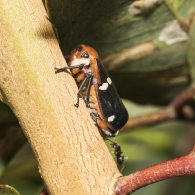 Eurymela fenestrata (Gum tree leafhopper) at Hawker, ACT - 5 Feb 2019 by AlisonMilton