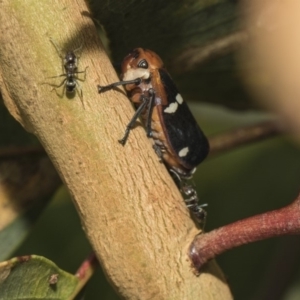 Eurymela fenestrata at Hawker, ACT - 5 Feb 2019 10:48 AM