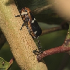 Eurymela fenestrata at Hawker, ACT - 5 Feb 2019 10:48 AM