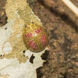 Paropsisterna fastidiosa at Hawker, ACT - 5 Feb 2019