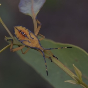 Amorbus sp. (genus) at Hawker, ACT - 5 Feb 2019 11:02 AM