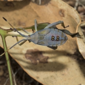 Amorbus sp. (genus) at Hawker, ACT - 5 Feb 2019 11:02 AM