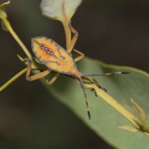 Amorbus sp. (genus) at Hawker, ACT - 5 Feb 2019