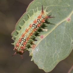 Doratifera quadriguttata and casta (Four-spotted Cup Moth) at Hawker, ACT - 4 Feb 2019 by Alison Milton