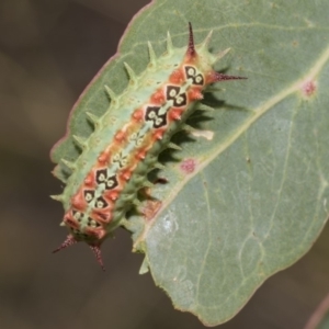 Doratifera quadriguttata and casta at Hawker, ACT - 5 Feb 2019 10:54 AM