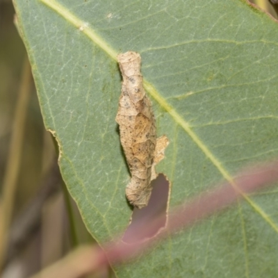 Psychidae (family) IMMATURE (Unidentified case moth or bagworm) at Hawker, ACT - 4 Feb 2019 by Alison Milton