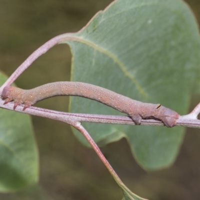 Geometridae (family) IMMATURE (Unidentified IMMATURE Geometer moths) at Hawker, ACT - 5 Feb 2019 by Alison Milton