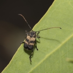 Cadmus (Cadmus) luctuosus (Leaf beetle) at Hawker, ACT - 4 Feb 2019 by Alison Milton