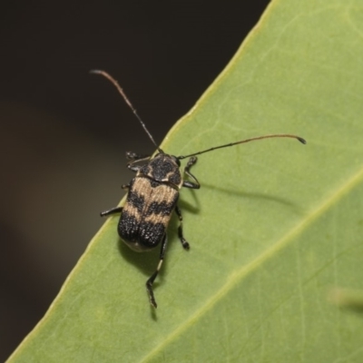 Cadmus (Cadmus) luctuosus (Leaf beetle) at Hawker, ACT - 4 Feb 2019 by Alison Milton