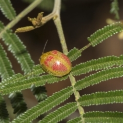 Paropsisterna fastidiosa (Eucalyptus leaf beetle) at Hawker, ACT - 5 Feb 2019 by AlisonMilton