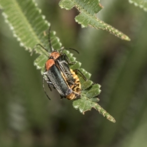 Chauliognathus tricolor at Hawker, ACT - 5 Feb 2019 12:08 PM