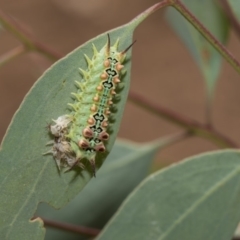 Doratifera quadriguttata and casta (Four-spotted Cup Moth) at Hawker, ACT - 5 Feb 2019 by AlisonMilton