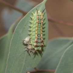 Doratifera quadriguttata and casta at Hawker, ACT - 5 Feb 2019 12:23 PM