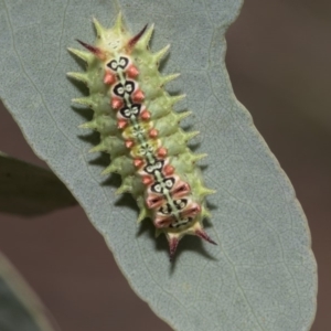 Doratifera quadriguttata and casta at Hawker, ACT - 5 Feb 2019 12:23 PM