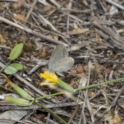 Zizina otis (Common Grass-Blue) at Hawker, ACT - 5 Feb 2019 by AlisonMilton