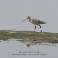 Limosa lapponica (Bar-tailed Godwit) at Culburra Beach, NSW - 30 Jan 2019 by CharlesDove
