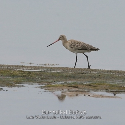 Limosa lapponica (Bar-tailed Godwit) at Culburra Beach, NSW - 30 Jan 2019 by CharlesDove