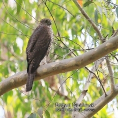 Tachyspiza fasciata (Brown Goshawk) at Burrill Lake, NSW - 29 Jan 2019 by CharlesDove