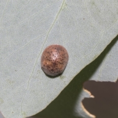 Trachymela sp. (genus) (Brown button beetle) at Hawker, ACT - 5 Feb 2019 by AlisonMilton