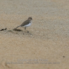 Anarhynchus bicinctus (Double-banded Plover) at Culburra Beach, NSW - 30 Jan 2019 by CharlesDove