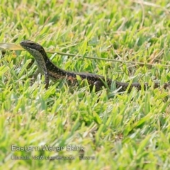 Eulamprus quoyii (Eastern Water Skink) at Ulladulla, NSW - 29 Jan 2019 by CharlesDove