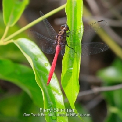 Orthetrum villosovittatum (Fiery Skimmer) at Ulladulla Reserves Bushcare - 29 Jan 2019 by CharlesDove