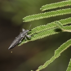 Rhinotia sp. (genus) (Unidentified Rhinotia weevil) at Hawker, ACT - 5 Feb 2019 by Alison Milton