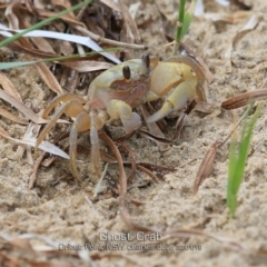 Ocypode cordimana (Smooth-Handed Ghost Crab) at Orient Point, NSW - 30 Jan 2019 by CharlesDove