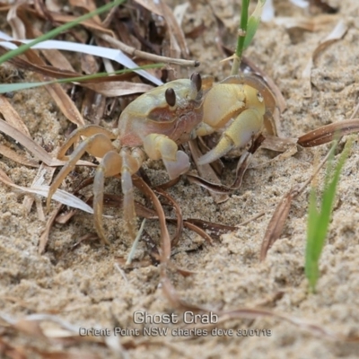 Ocypode cordimana (Smooth-Handed Ghost Crab) at Orient Point, NSW - 30 Jan 2019 by CharlesDove