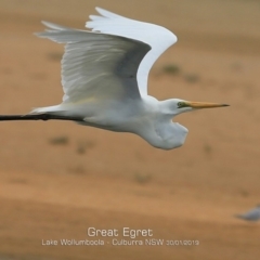 Ardea alba (Great Egret) at Culburra Beach, NSW - 29 Jan 2019 by Charles Dove