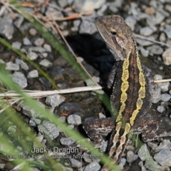 Amphibolurus muricatus (Jacky Lizard) at Ulladulla Reserves Bushcare - 29 Jan 2019 by CharlesDove