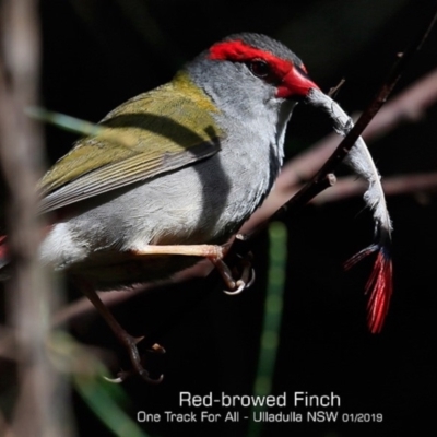 Neochmia temporalis (Red-browed Finch) at Ulladulla Reserves Bushcare - 28 Jan 2019 by CharlesDove