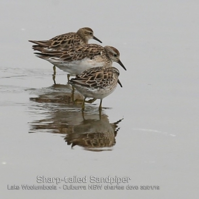 Calidris acuminata (Sharp-tailed Sandpiper) at Culburra Beach, NSW - 29 Jan 2019 by Charles Dove