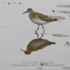 Calidris acuminata at Culburra Beach, NSW - 30 Jan 2019 12:00 AM