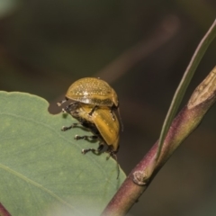 Paropsisterna cloelia (Eucalyptus variegated beetle) at Hawker, ACT - 5 Feb 2019 by AlisonMilton