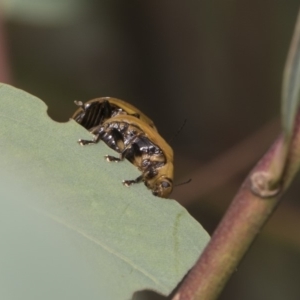 Paropsisterna cloelia at Hawker, ACT - 5 Feb 2019