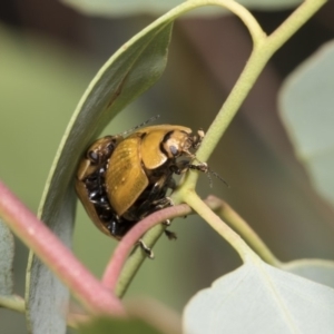 Paropsisterna cloelia at Hawker, ACT - 5 Feb 2019